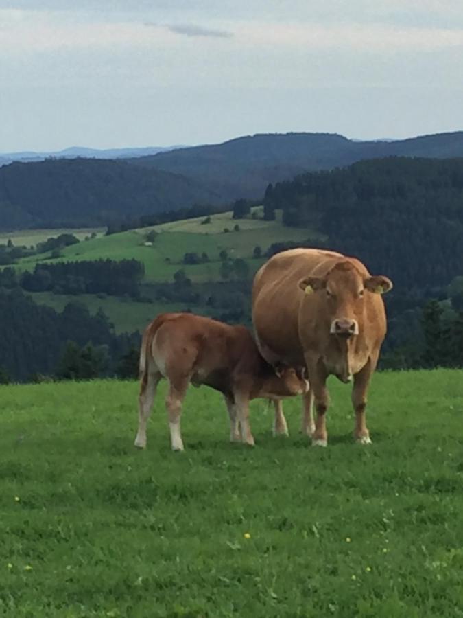 Ferienwohnung Stremme Willingen  Zewnętrze zdjęcie